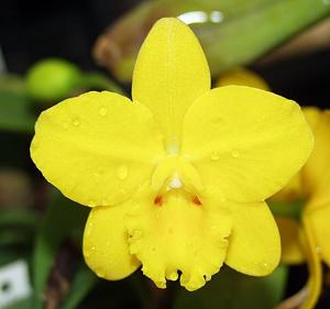 Cattleya Beaufort