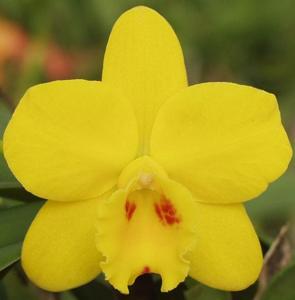 Cattleya Beaufort