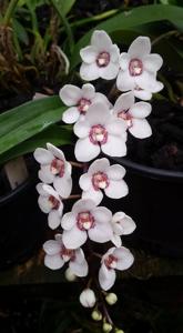 Sarcochilus Melba