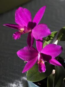 Cattleya Smoking Mirror