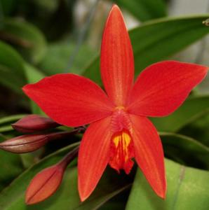 Cattleya Psyche