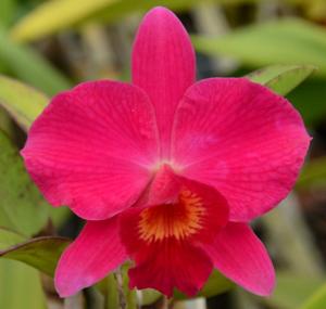 Cattleya Orpetii