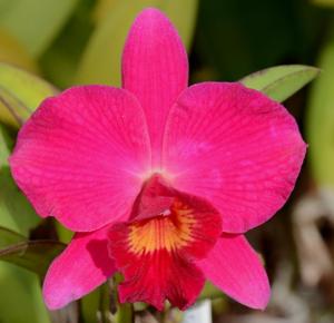 Cattleya Orpetii