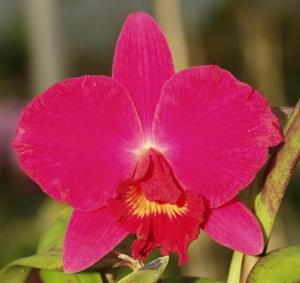 Cattleya Orpetii