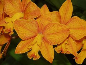 Cattlianthe Aloha Jewel