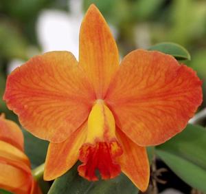 Cattleya California Apricot