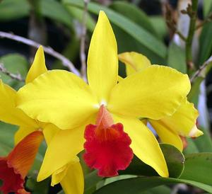 Cattleya California Apricot