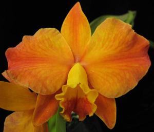 Cattleya California Apricot