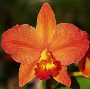 Cattleya California Apricot