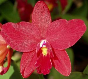 Cattleya Bright Angel