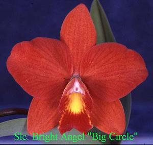 Cattleya Bright Angel