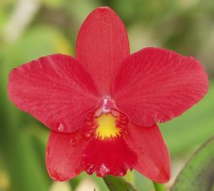 Cattleya Bright Angel