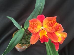 Cattleya Bright Angel