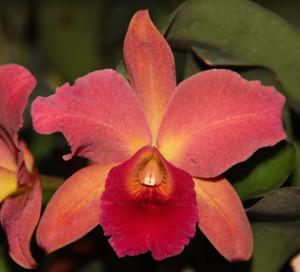 Cattleya George Hausermann