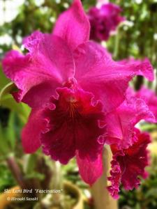 Cattleya Lani Bird