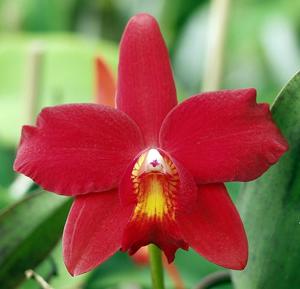 Cattleya Precious Stones