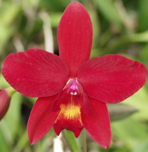 Cattleya Precious Stones