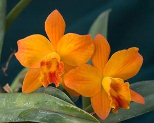 Cattleya Seagulls Mini-Cat Heaven