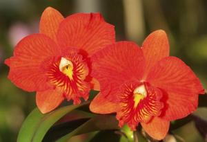 Cattleya Seagulls Mini-Cat Heaven