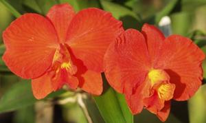 Cattleya Seagulls Apricot