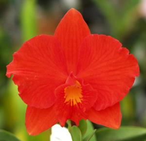 Cattleya Seagulls Apricot