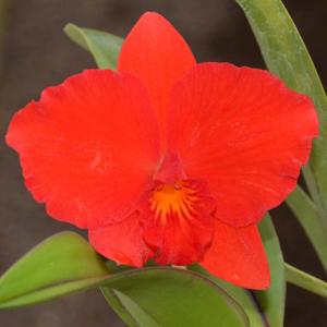 Cattleya Seagulls Apricot
