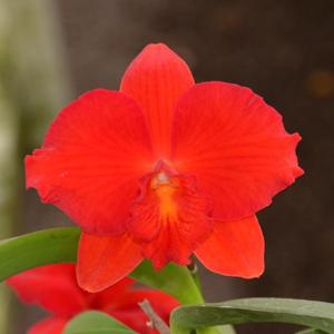 Cattleya Seagulls Apricot