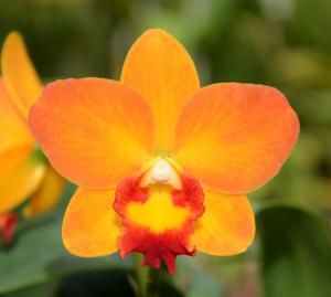 Cattleya Tiny Titan