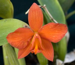 Cattleya Tangerine Jewel