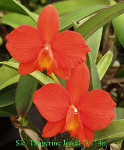 Cattleya Tangerine Jewel