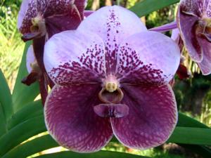 Vanda Lenavat