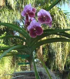 Vanda Lenavat