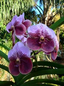 Vanda Lenavat