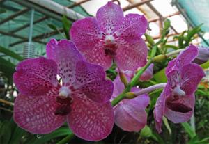 Vanda Rothschildiana