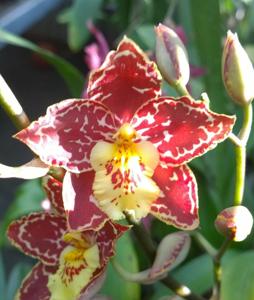 Oncidium Kendrick Williams