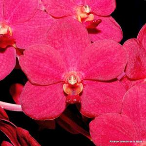 Vanda Peggy Foo