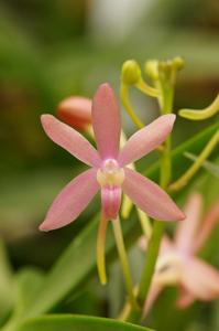 Vanda Peaches