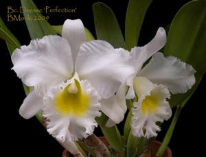 Rhyncholaeliocattleya Déesse