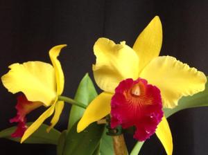 Rhyncholaeliocattleya Alma Kee