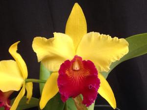 Rhyncholaeliocattleya Alma Kee