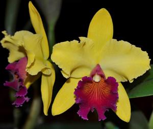 Rhyncholaeliocattleya Alma Kee