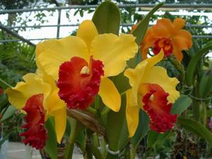 Rhyncholaeliocattleya Alma Kee