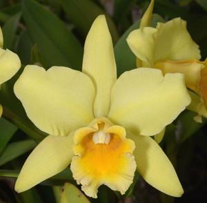 Rhyncholaeliocattleya Cadmium Light