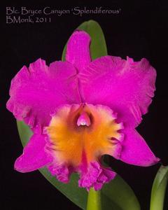 Rhyncholaeliocattleya Bryce Canyon