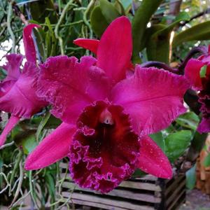 Rhyncholaeliocattleya Dawson City