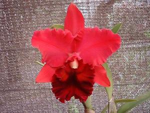 Rhyncholaeliocattleya Fort Watson