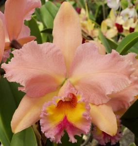 Rhyncholaeliocattleya George King