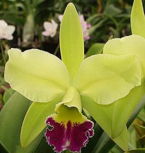 Rhyncholaeliocattleya Greenwich