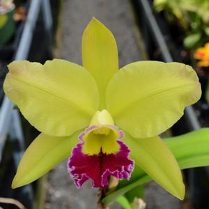 Rhyncholaeliocattleya Greenwich