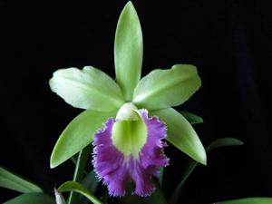 Rhyncholaeliocattleya Lester McDonald